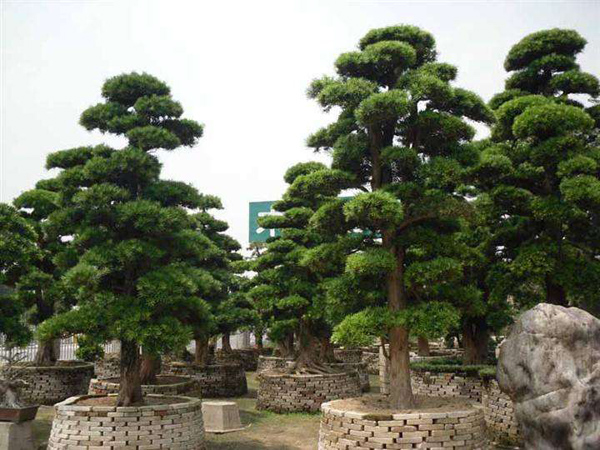 羅漢松 羅漢松