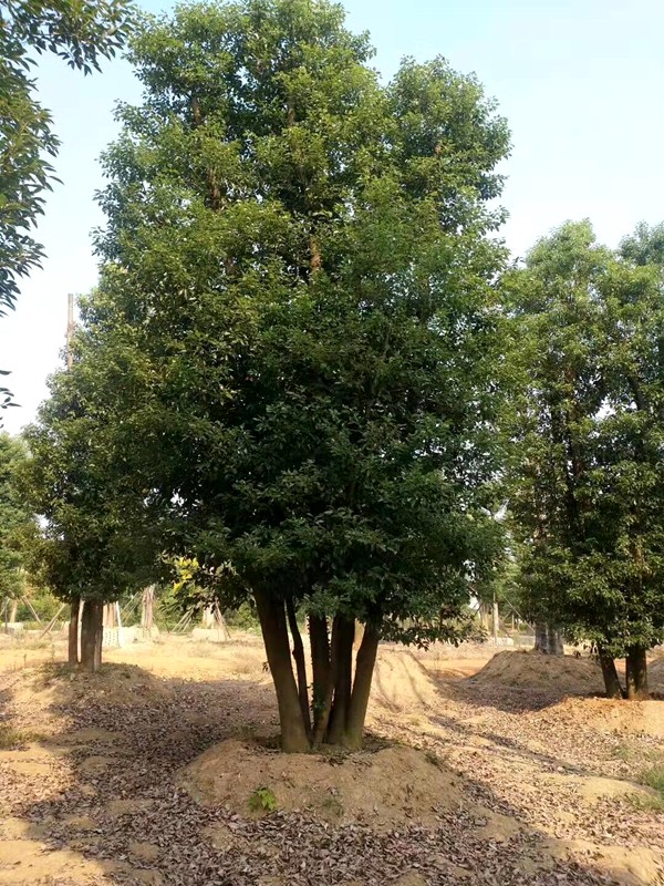 多桿香樟基地實拍-12140847.jpg
