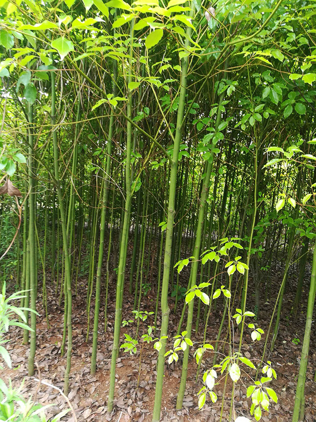 香樟樹怎么種植?香樟樹種植方法和注意事項