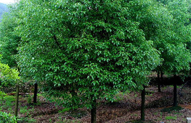 香樟樹怎么種植?香樟樹種植方法和注意事項