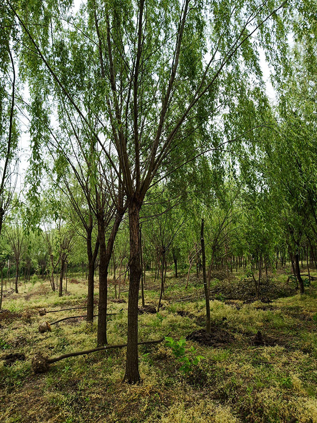 香樟樹怎么種植?香樟樹種植方法和注意事項