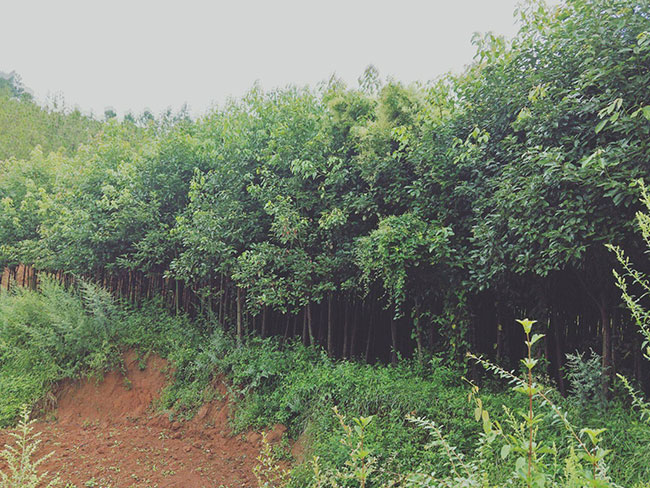 香樟樹怎么種植?香樟樹種植方法和注意事項