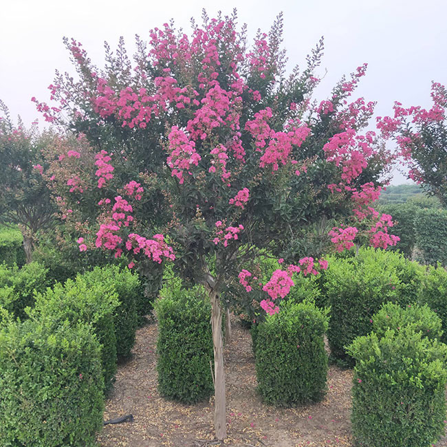 紫薇樹苗價格行情,2019年最新紫薇苗基地批發報價 紫薇樹苗價格行情,2019年最新紫薇苗基地批發報價