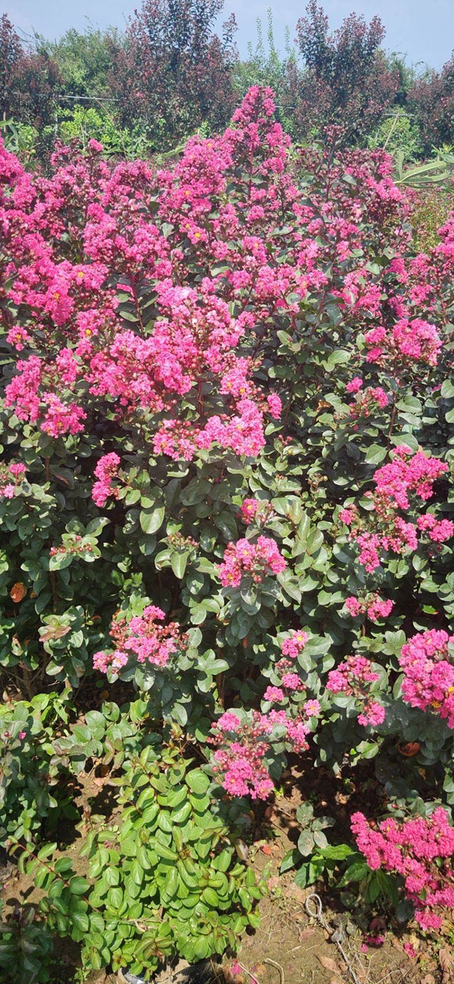 紫薇樹苗價格行情,2019年最新紫薇苗基地批發報價 紫薇樹苗價格行情,2019年最新紫薇苗基地批發報價