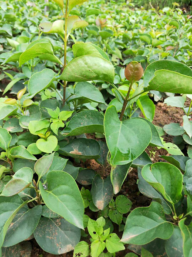 紫薇樹苗價格行情,2019年最新紫薇苗基地批發報價 紫薇樹苗價格行情,2019年最新紫薇苗基地批發報價