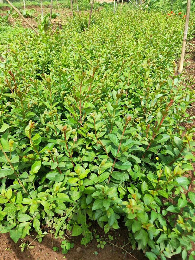 紫薇樹苗價格行情,2019年最新紫薇苗基地批發報價 紫薇樹苗價格行情,2019年最新紫薇苗基地批發報價