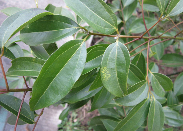 香樟樹 香樟樹