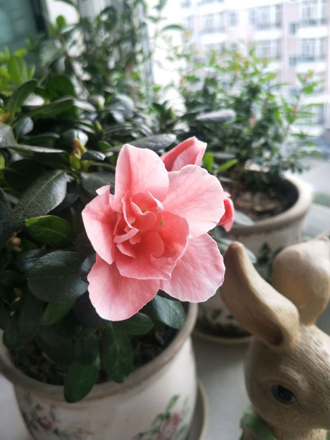 杜鵑的花語是什么?杜鵑的寓意和象征 杜鵑的花語是什么?杜鵑的寓意和象征