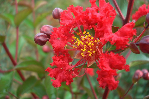 紅火箭紫薇的花朵 紅火箭紫薇的花朵