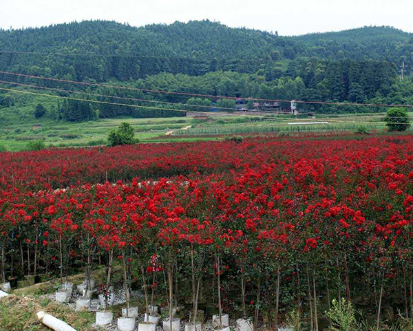 紅火箭紫薇苗木基地 紅火箭紫薇苗木基地