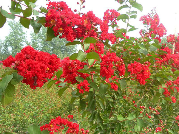 紅火箭紫薇 紅火箭紫薇