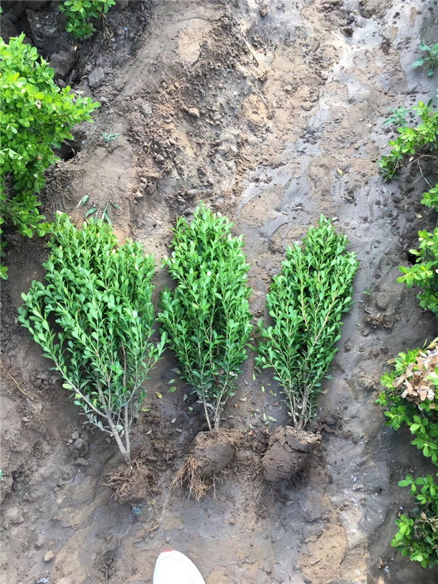 小葉黃楊圖片種植基地實拍 小葉黃楊圖片種植基地實拍