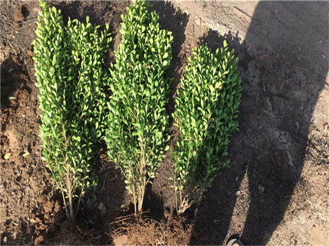 小葉黃楊圖片種植基地實拍 小葉黃楊圖片種植基地實拍