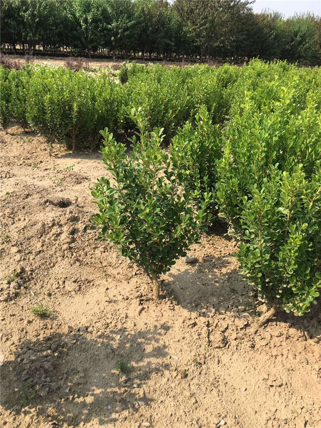 小葉黃楊圖片種植基地實拍 小葉黃楊圖片種植基地實拍