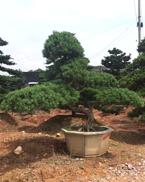 羅漢松產地實拍06.jpg