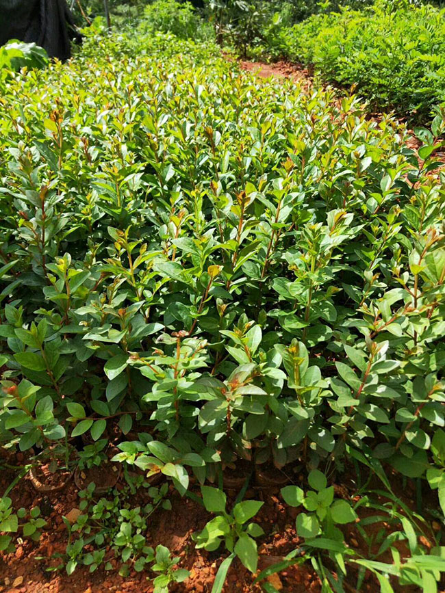 紫薇樹 紫薇樹