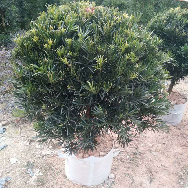 羅漢松種植前景好嗎?種植羅漢松經濟效益 羅漢松種植前景好嗎?種植羅漢松經濟效益