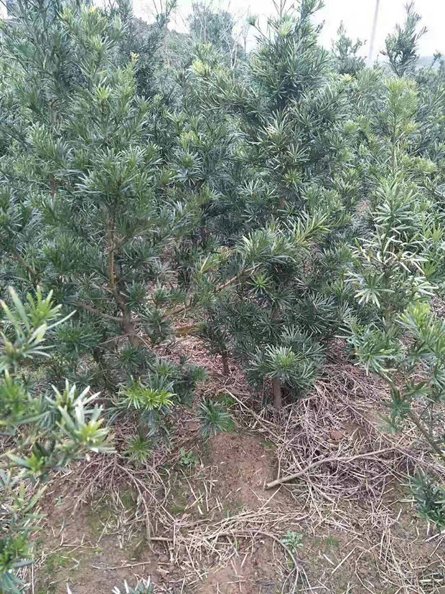 羅漢松種植前景好嗎?種植羅漢松經濟效益 羅漢松種植前景好嗎?種植羅漢松經濟效益