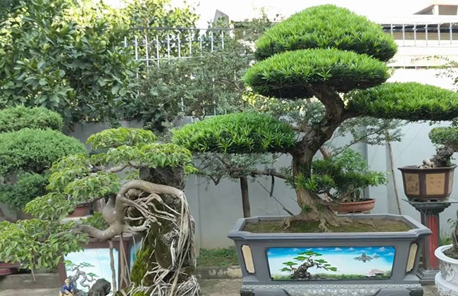 羅漢松種植前景好嗎?種植羅漢松經濟效益 羅漢松種植前景好嗎?種植羅漢松經濟效益
