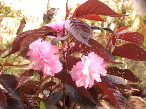 紅葉櫻花 紅葉櫻花