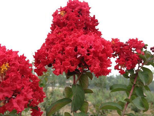 紅火箭紫薇花 紅火箭紫薇花