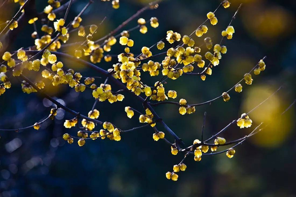 臘梅花 臘梅花