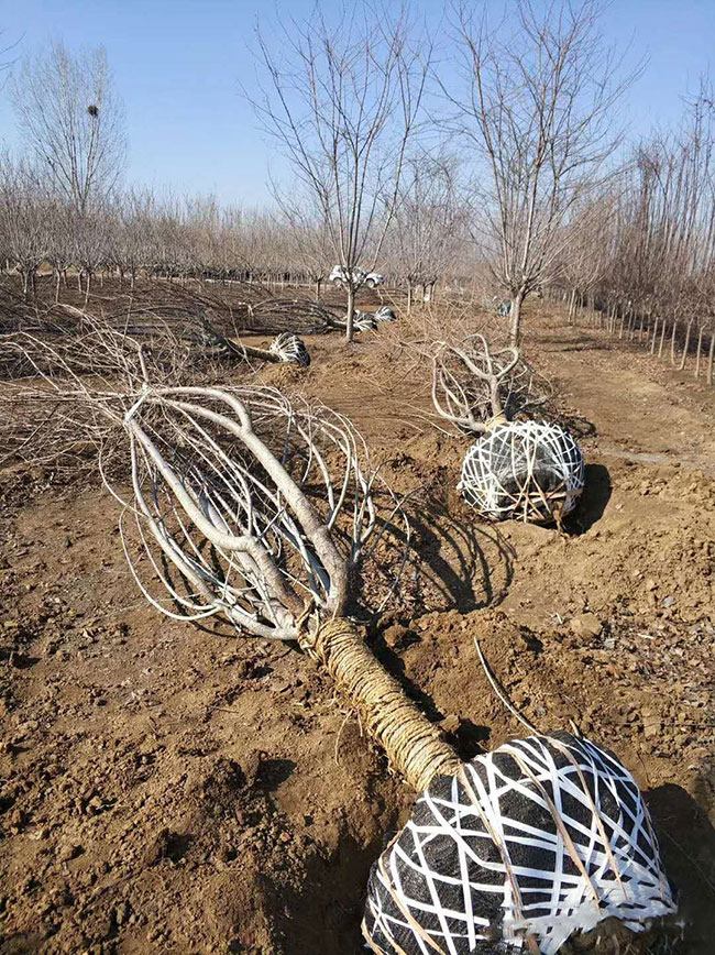 櫻花樹怎么栽容易成活?櫻花栽植的注意事項 櫻花樹怎么栽容易成活?櫻花栽植的注意事項