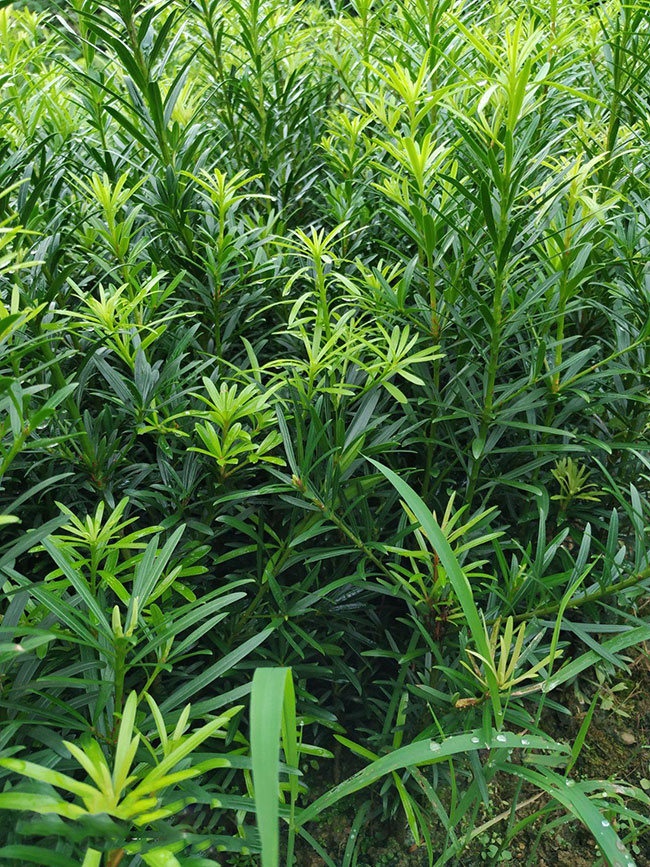 羅漢松小苗價格多少錢一棵?羅漢松種植方法和注意事項 羅漢松小苗價格多少錢一棵?羅漢松種植方法和注意事項