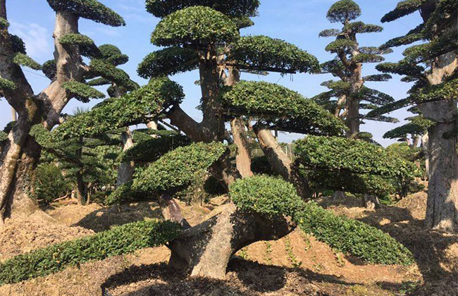 羅漢松小苗價格多少錢一棵?羅漢松種植方法和注意事項 羅漢松小苗價格多少錢一棵?羅漢松種植方法和注意事項
