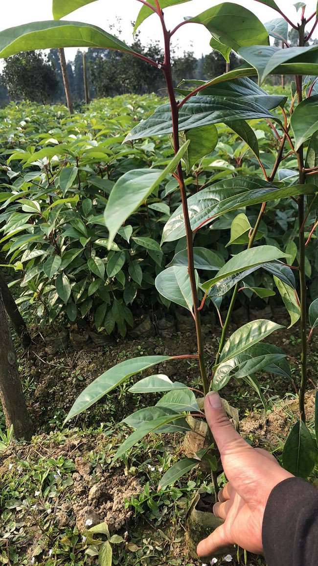 香樟樹秋天可以移栽嗎?香樟樹移栽的最佳時間 香樟樹秋天可以移栽嗎?香樟樹移栽的最佳時間