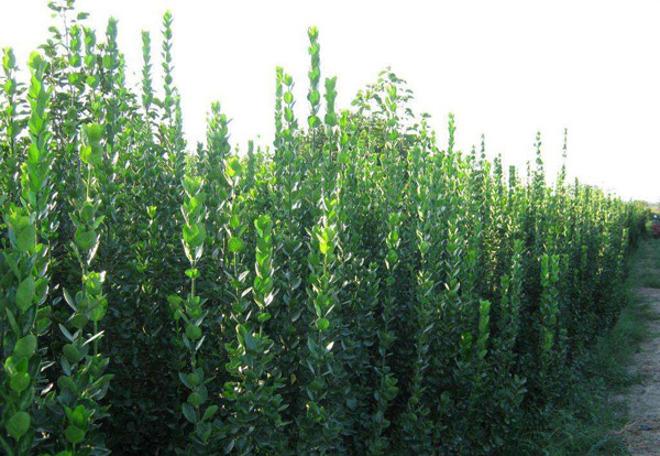 黃楊種植基地 黃楊種植基地