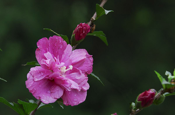 木槿花 木槿花