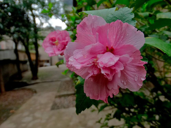 木槿花 木槿花