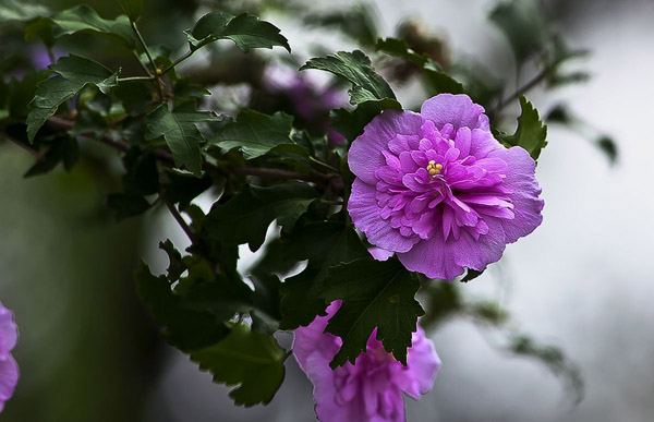 木槿花 木槿花