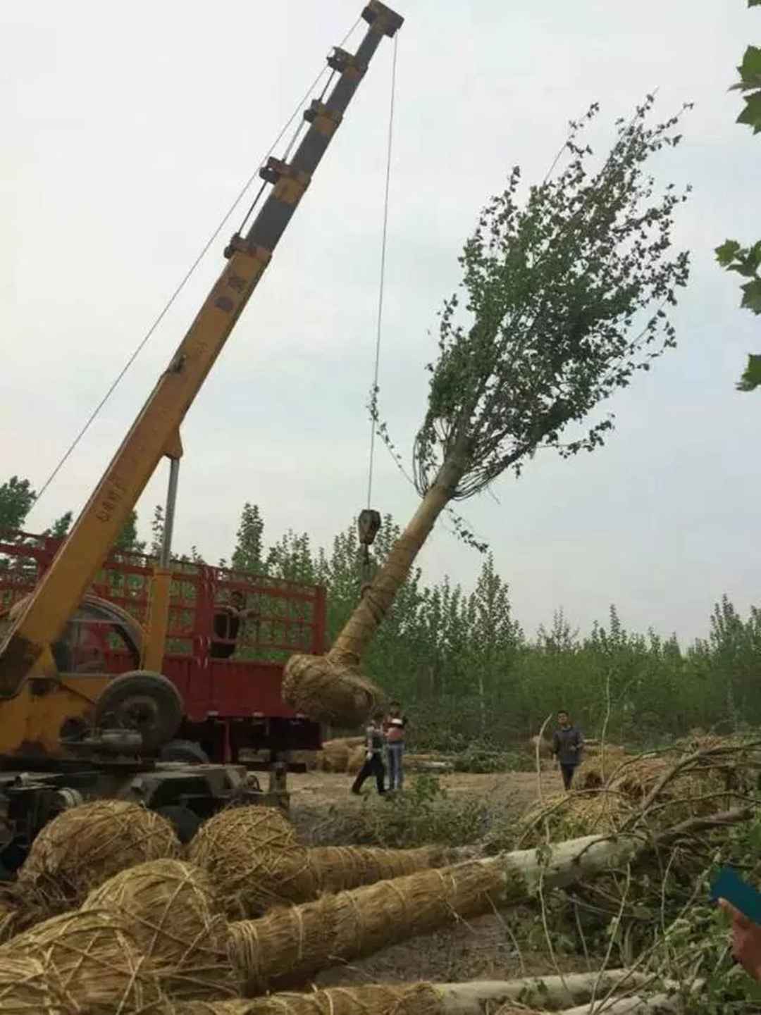 15公分法桐多少錢 基地20公分法桐價格 15公分法桐多少錢 基地20公分法桐價格圖片