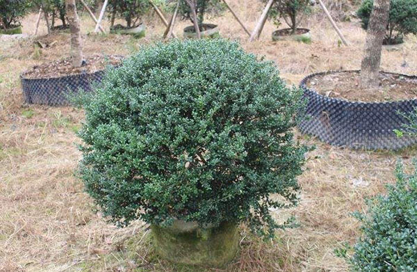 龜甲冬青球 龜甲冬青球