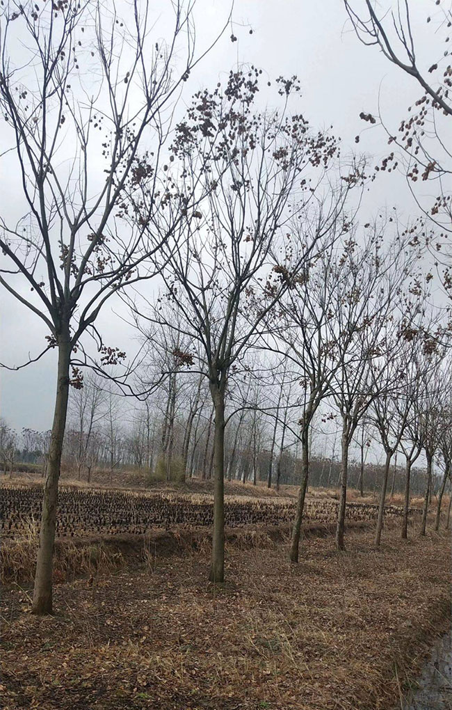 北欒樹耐寒嗎?北方欒樹如何防寒? 北欒樹耐寒嗎?北方欒樹如何防寒?