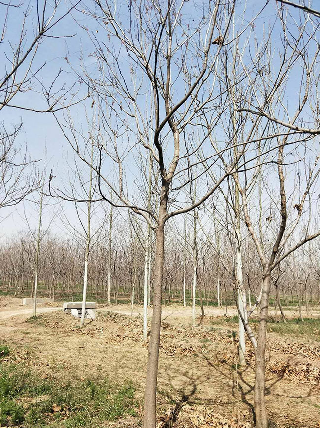 北欒樹耐寒嗎?北方欒樹如何防寒? 北欒樹耐寒嗎?北方欒樹如何防寒?
