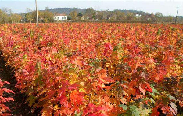美國紅楓苗 美國紅楓苗