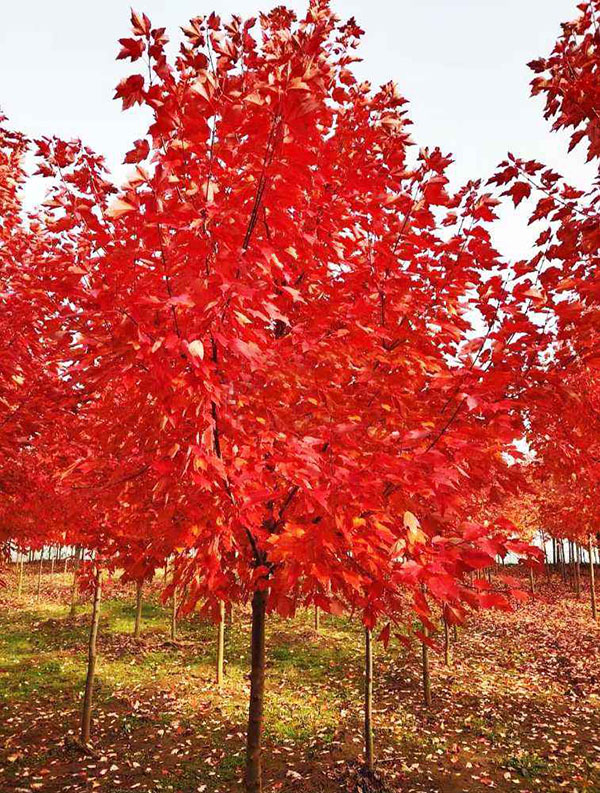 紅楓樹 紅楓樹