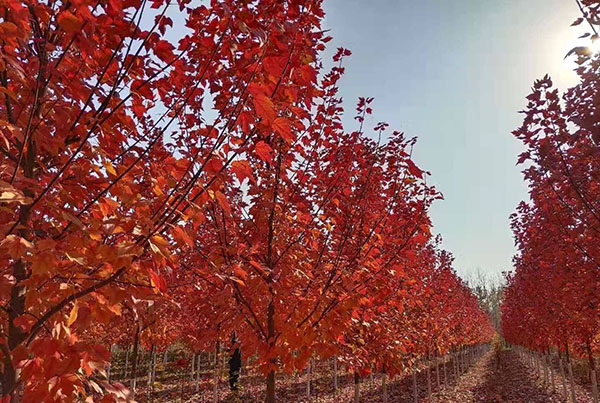 紅楓樹 紅楓樹