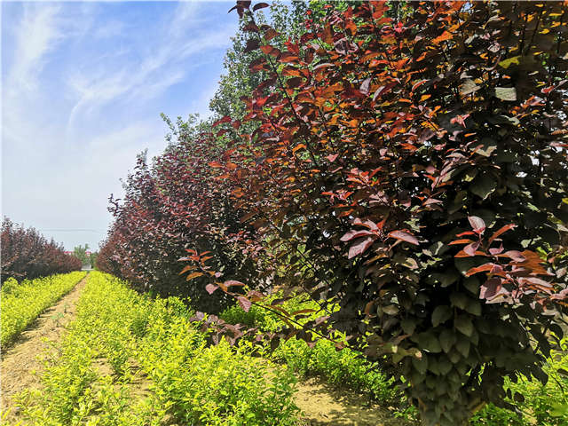 沭陽長景園林紅葉李種植基地實拍圖片 沭陽長景園林紅葉李種植基地實拍圖片