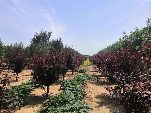 沭陽長景園林紅葉李種植基地實拍圖片 沭陽長景園林紅葉李種植基地實拍圖片