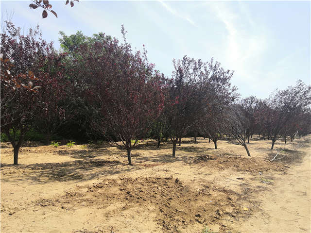 沭陽長景園林紅葉李種植基地實拍圖片 沭陽長景園林紅葉李種植基地實拍圖片