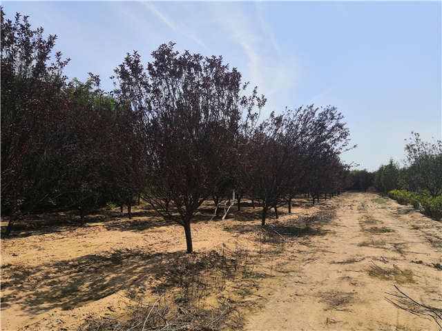 沭陽長景園林紅葉李種植基地實拍圖片 沭陽長景園林紅葉李種植基地實拍圖片