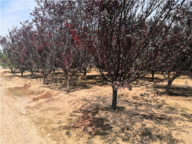 沭陽長景園林紅葉李種植基地實拍圖片 沭陽長景園林紅葉李種植基地實拍圖片