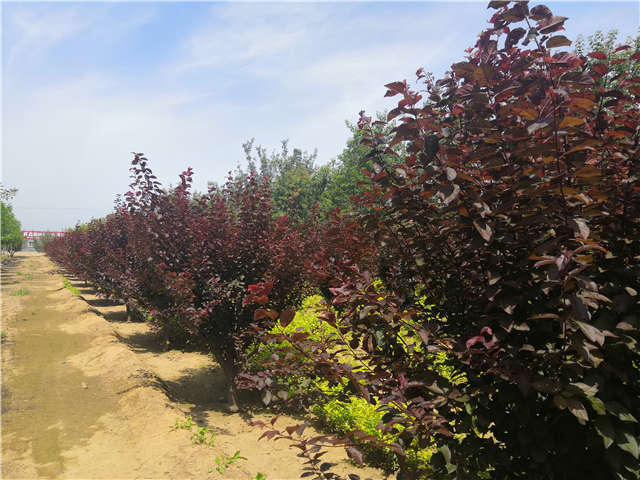 沭陽長景園林紅葉李種植基地實拍圖片 沭陽長景園林紅葉李種植基地實拍圖片