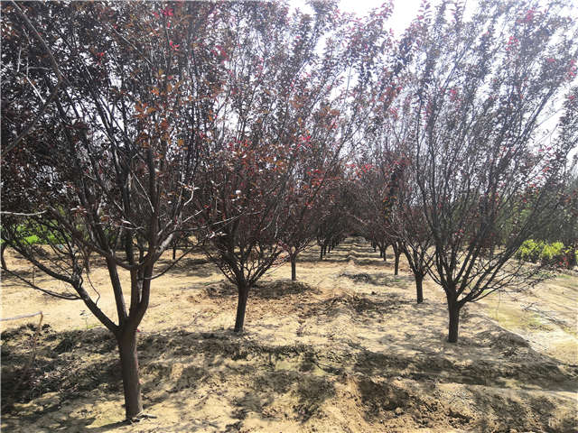 沭陽長景園林紅葉李種植基地實拍圖片 沭陽長景園林紅葉李種植基地實拍圖片