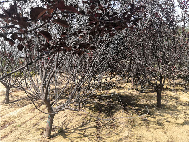 沭陽長景園林紅葉李種植基地實拍圖片 沭陽長景園林紅葉李種植基地實拍圖片