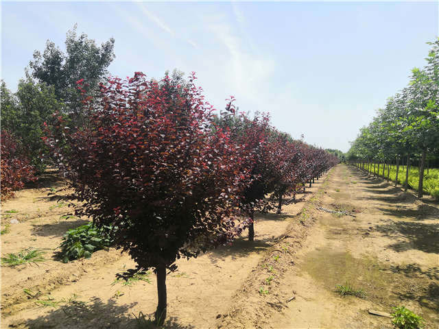 沭陽長景園林紅葉李種植基地實拍圖片 沭陽長景園林紅葉李種植基地實拍圖片